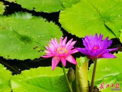 解放公园科普池成“尖板眼”植物秀场13种水生花卉争相斗艳
